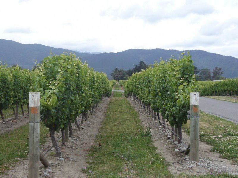 Travel - New Zealand - Renwick Wineries